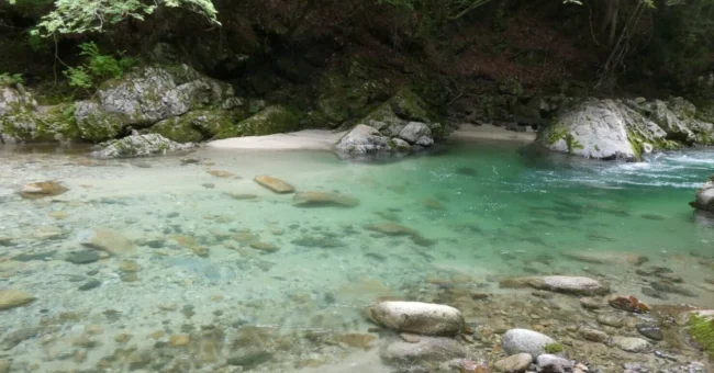 和知野川