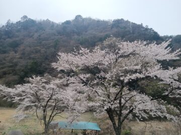 ohanami