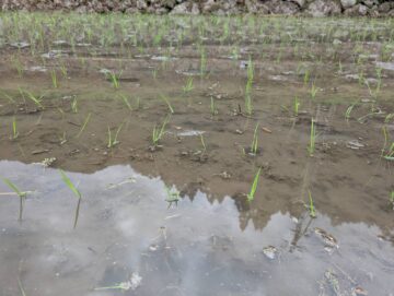 田植え