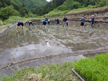 田植え