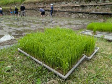 taue