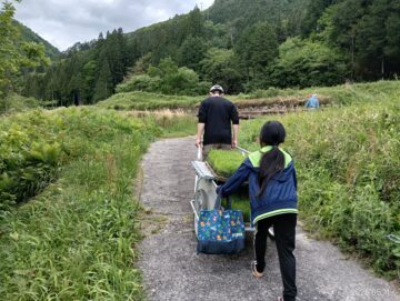 田植え