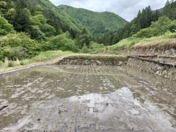 田植え