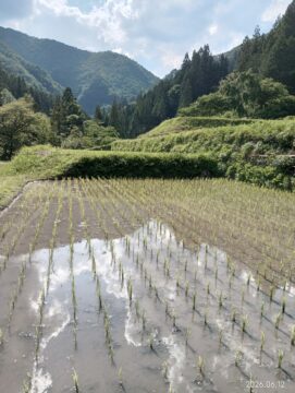 草取り