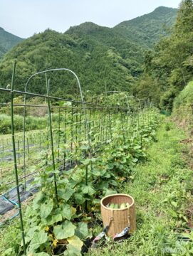 鈴ヶ沢ウリ