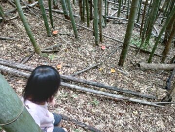 タマゴタケ