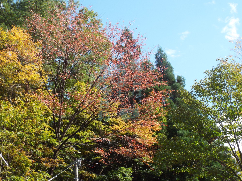 フルサイズ：縦横最大3000px