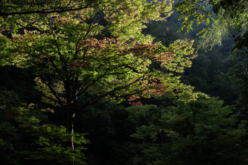 フルサイズ：縦横最大3000px