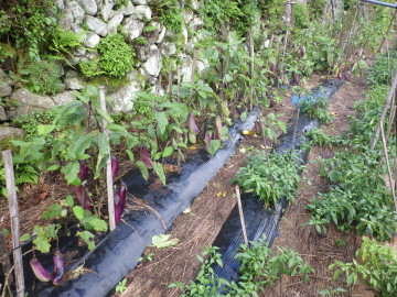 フルサイズ：縦横最大3000px