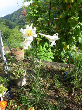 フルサイズ：縦横最大3000px